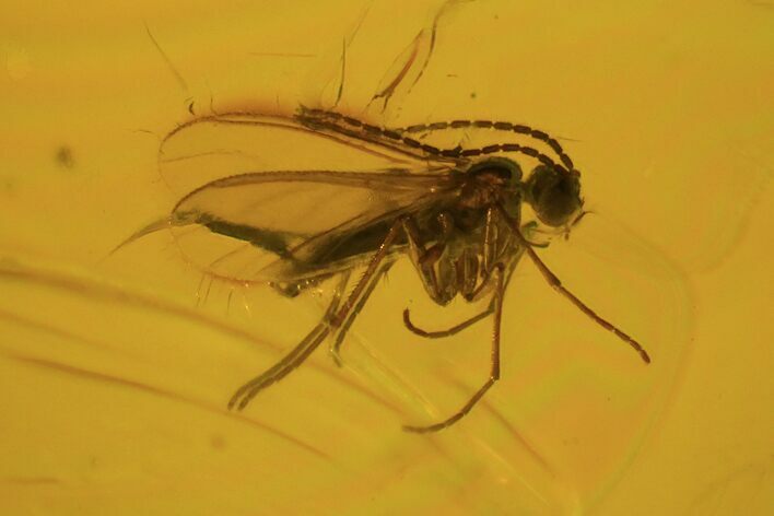 Detailed Fossil Fly (Diptera) In Baltic Amber #81730